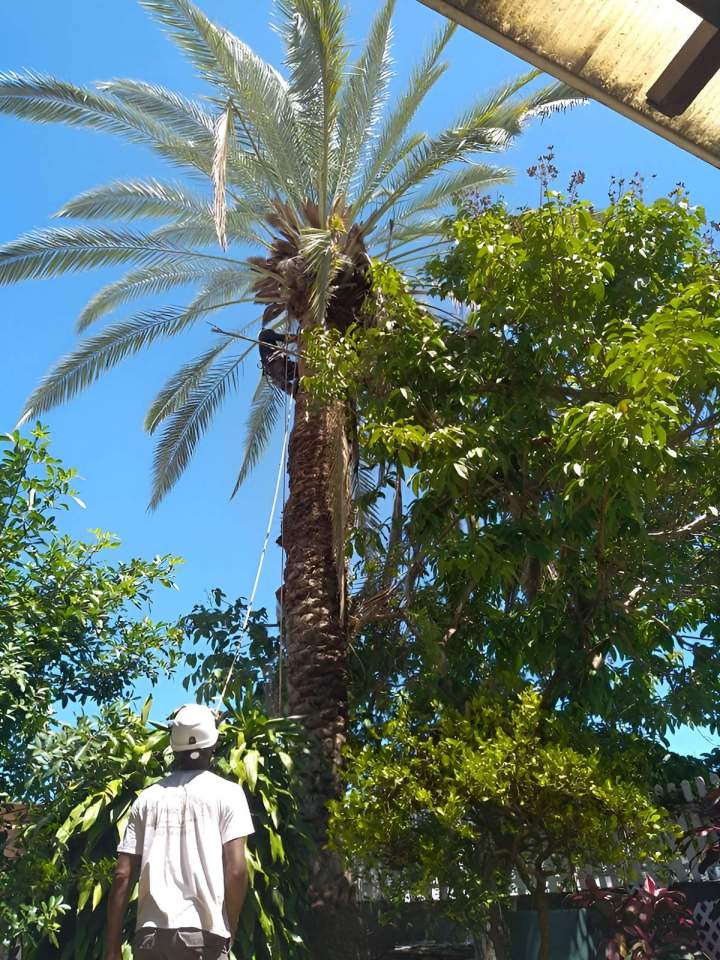 Élagage d'arbre La Réunion