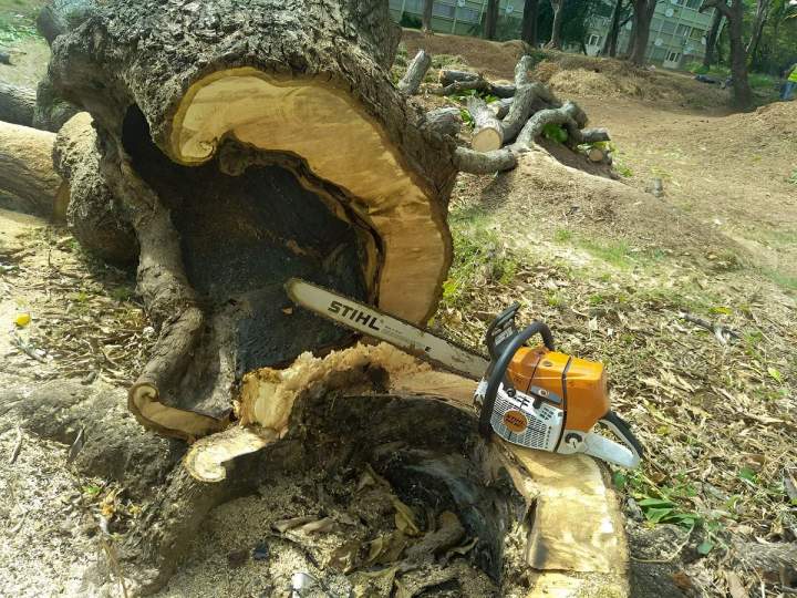 Abattage d'arbre La Réunion