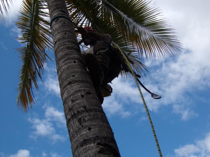 Abattage d'arbre Sainte-Marie
