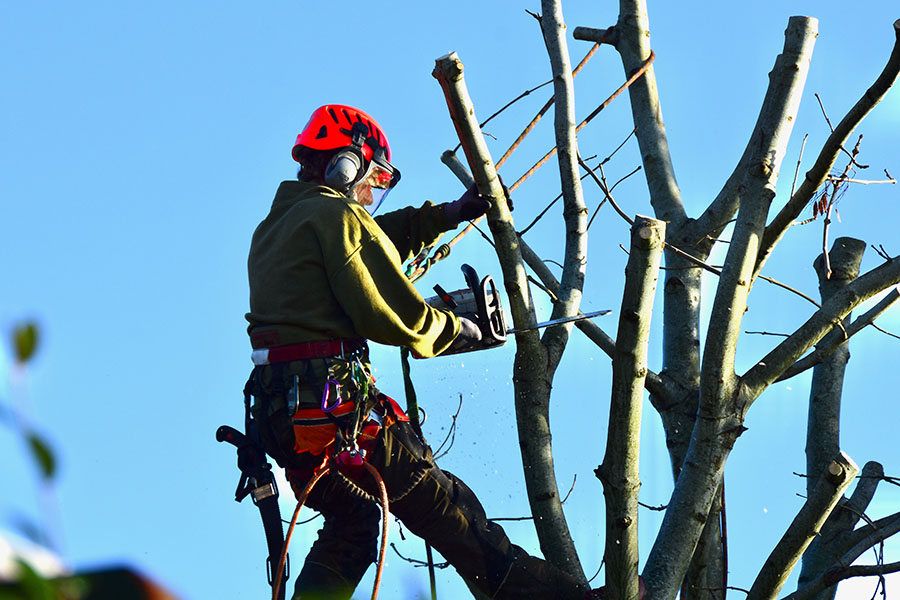 Démontage d'arbre Sainte-Marie
