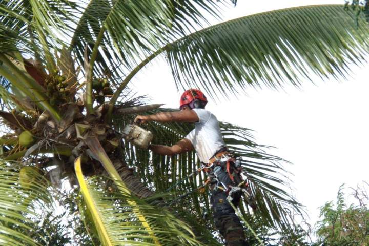 Travaux d’élagage à La Réunion