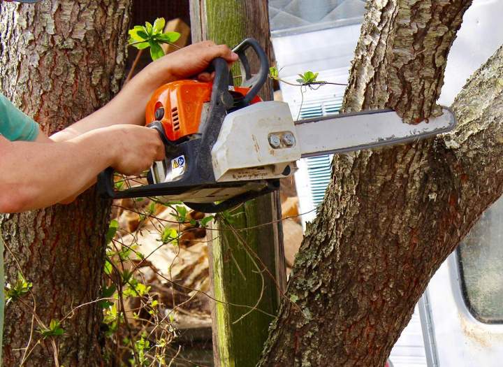 Élagage d'arbre La Réunion