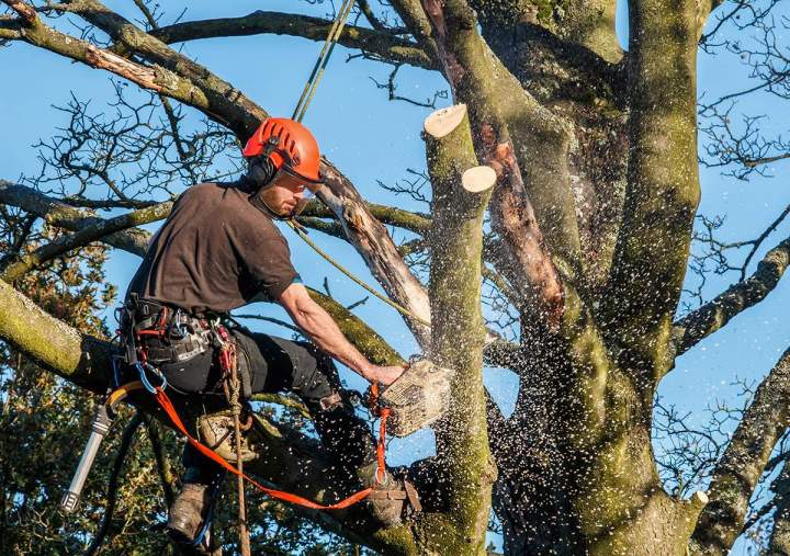 Démontage d'arbre La Réunion