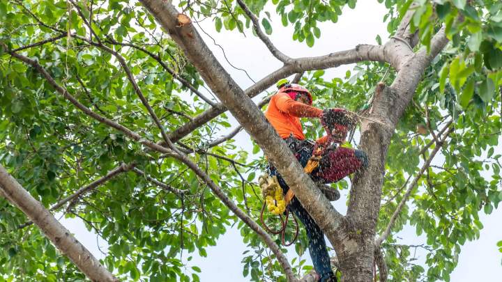 Élagueur La Réunion